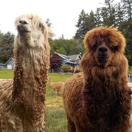 Oceanfront Studio/Loft: Alpacas, Oysters & Kayaks Shelton Eksteriør bilde