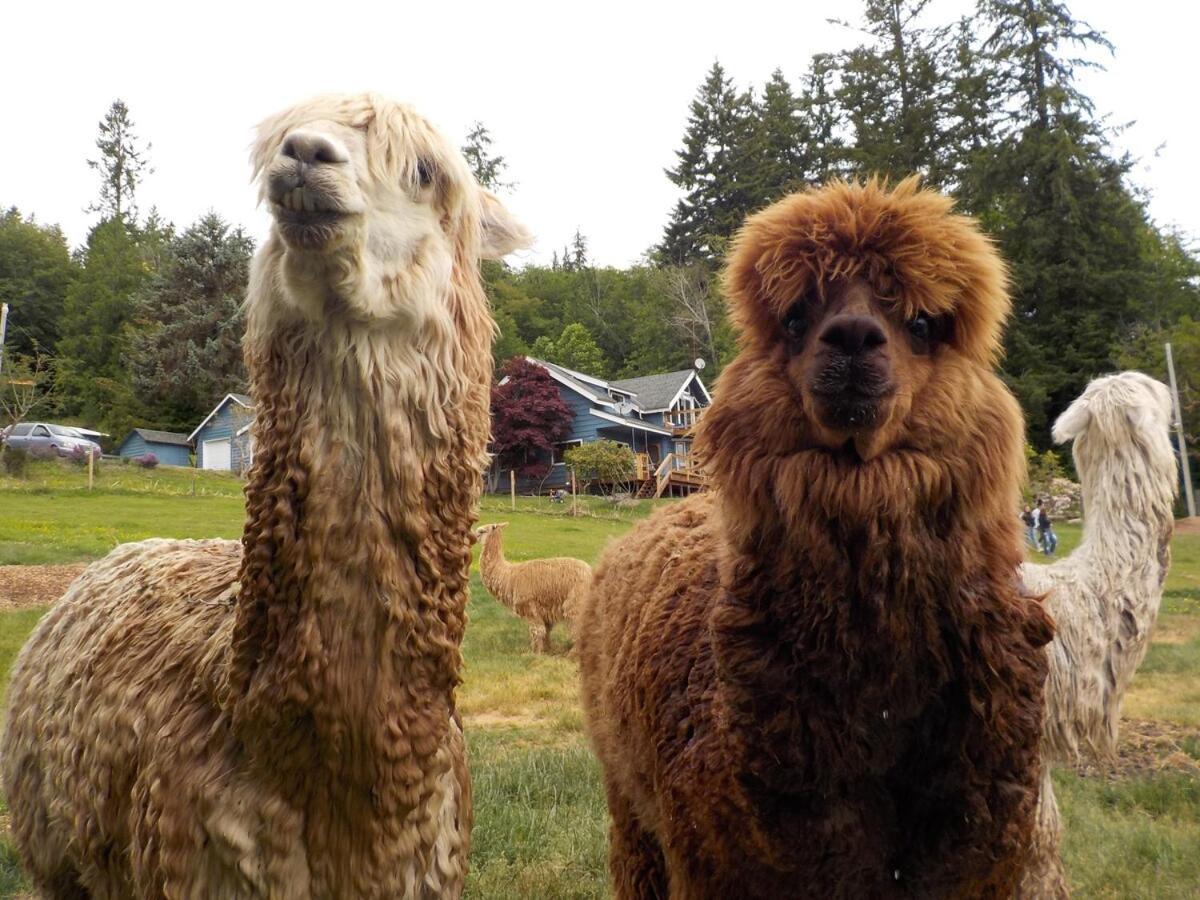 Oceanfront Studio/Loft: Alpacas, Oysters & Kayaks Shelton Eksteriør bilde