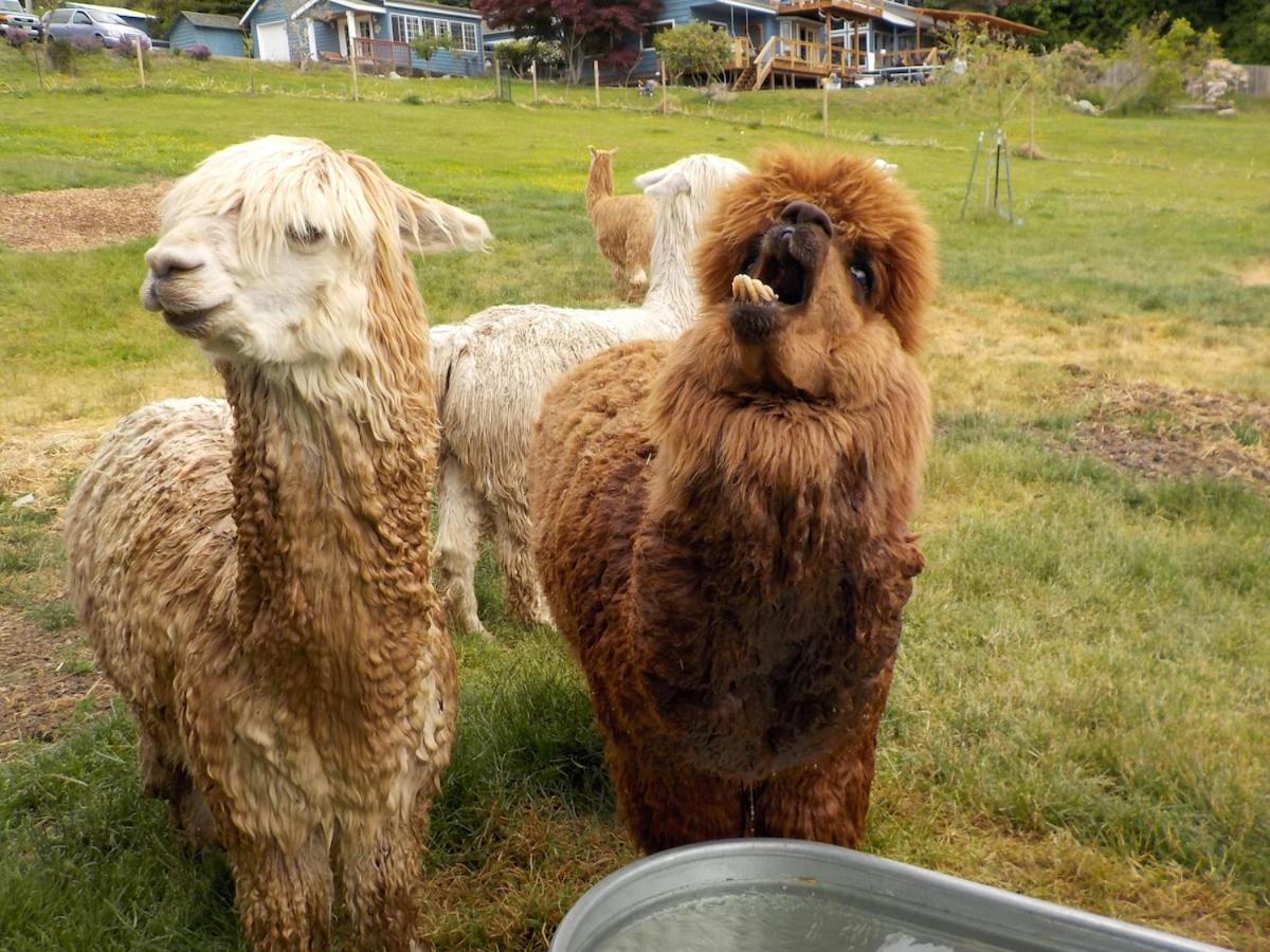 Oceanfront Studio/Loft: Alpacas, Oysters & Kayaks Shelton Eksteriør bilde