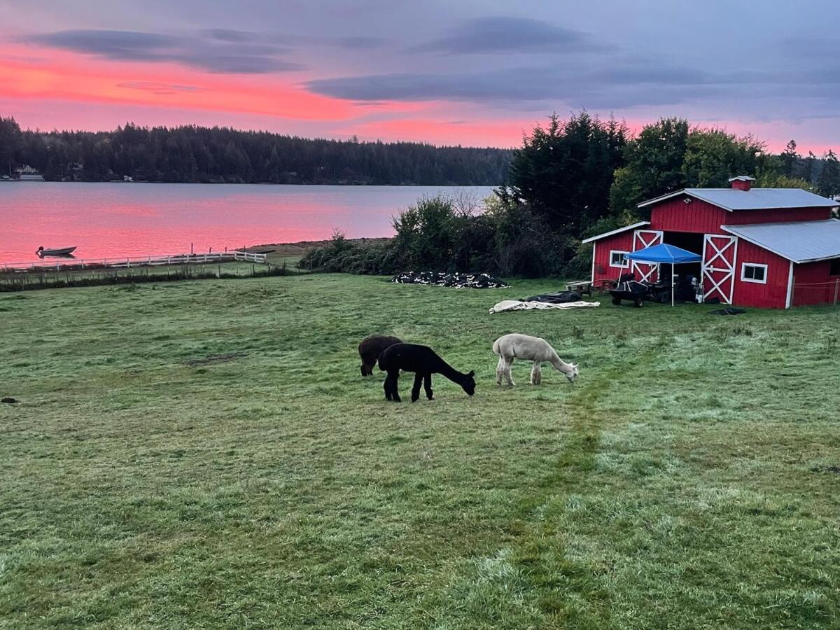 Oceanfront Studio/Loft: Alpacas, Oysters & Kayaks Shelton Eksteriør bilde